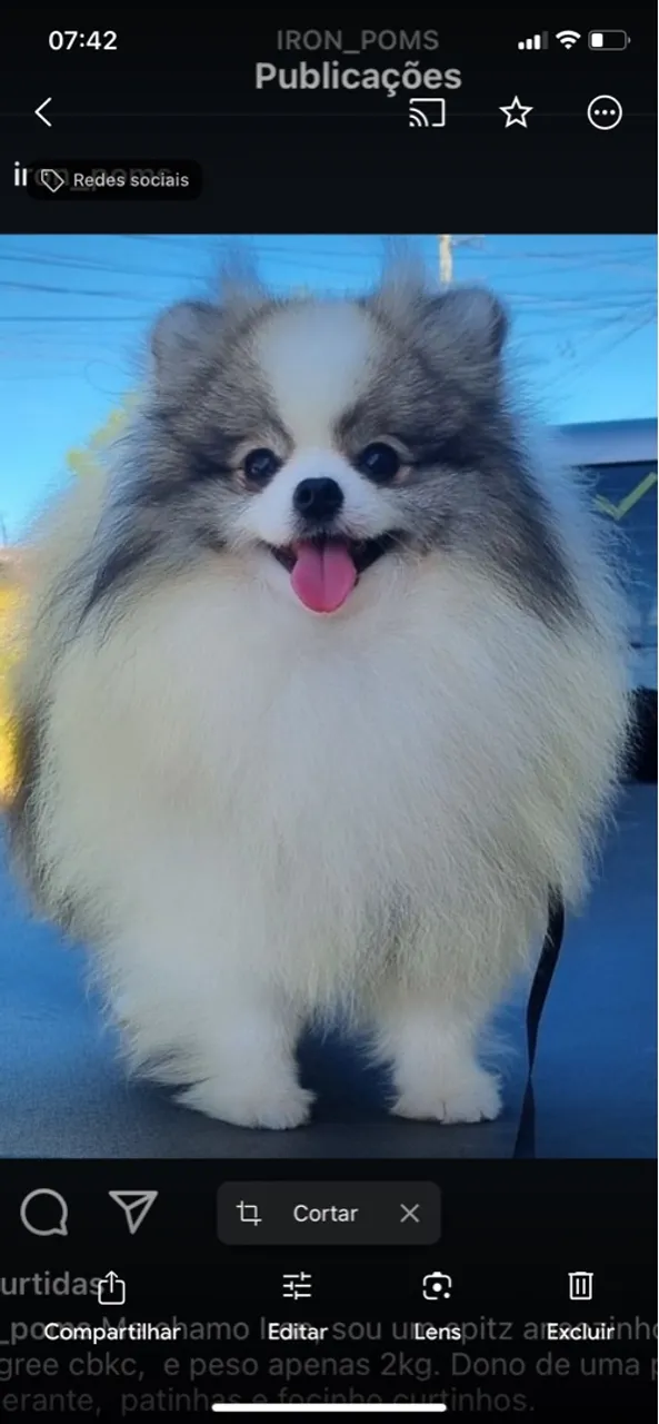 Lindo Spitz Alemão Anão