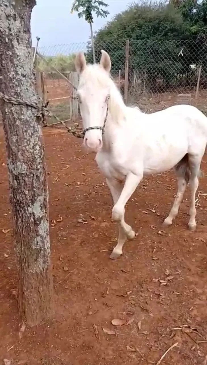 Potro mangalarga (marcha picada) - Foto 2
