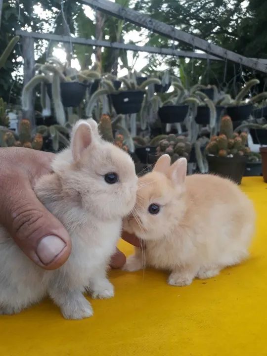 Coelho anão importado Netherland dwarf 