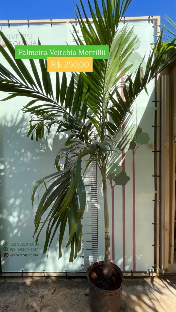 Palmeira Veitchia Merrillii - R$ 250,00