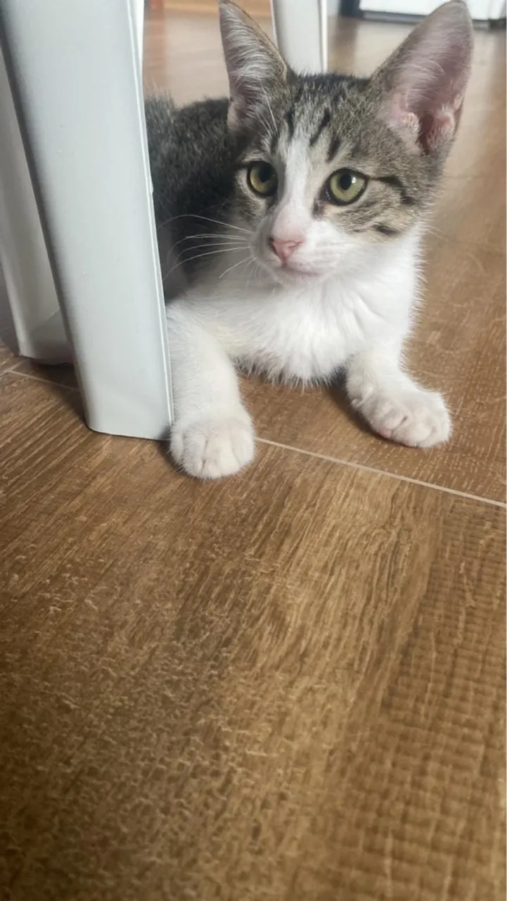 Gato lindo para doação