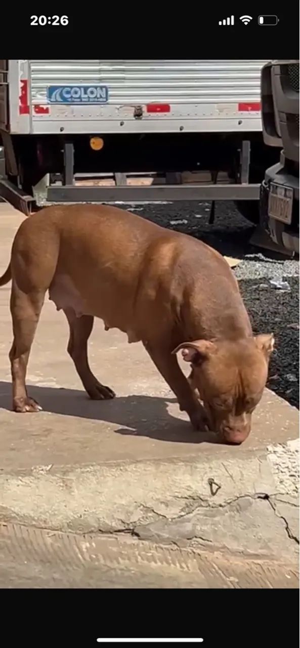 Pit Bull fêmea 10 meses à venda - Foto 2