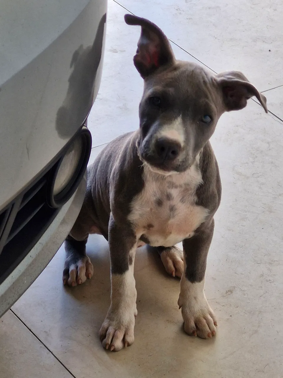 Filhote Pitbull Terrier disponível