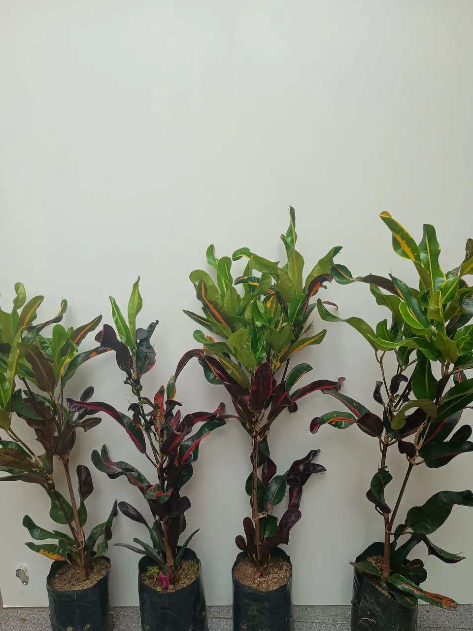 Lindas plantas Croton vibrantes para seu jardim!