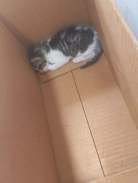Gatinho Fofo Procurando Lar