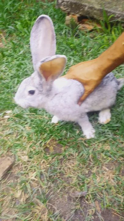 Coelhos Coelho gigantes de flandes  - Foto 4