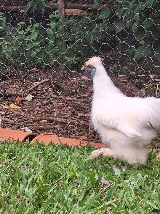 Galo da raça sedosa do Japão. - Foto 6