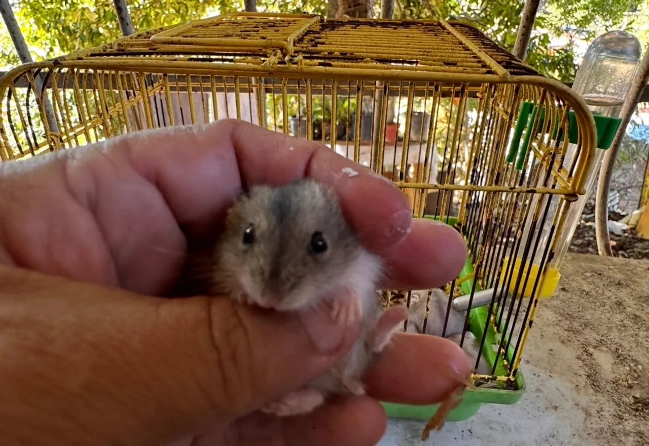 Filhote de Hamster - Foto 3