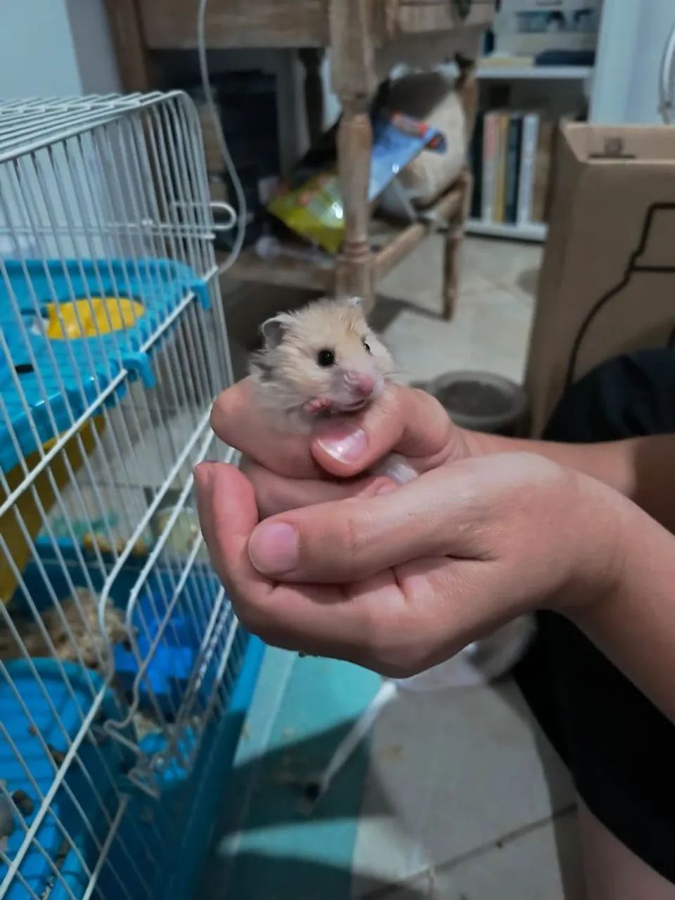 Hamster Sírio Albino para adoção