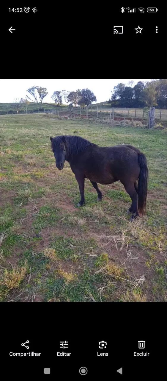 Casal de mini pôneis pretos - Foto 4