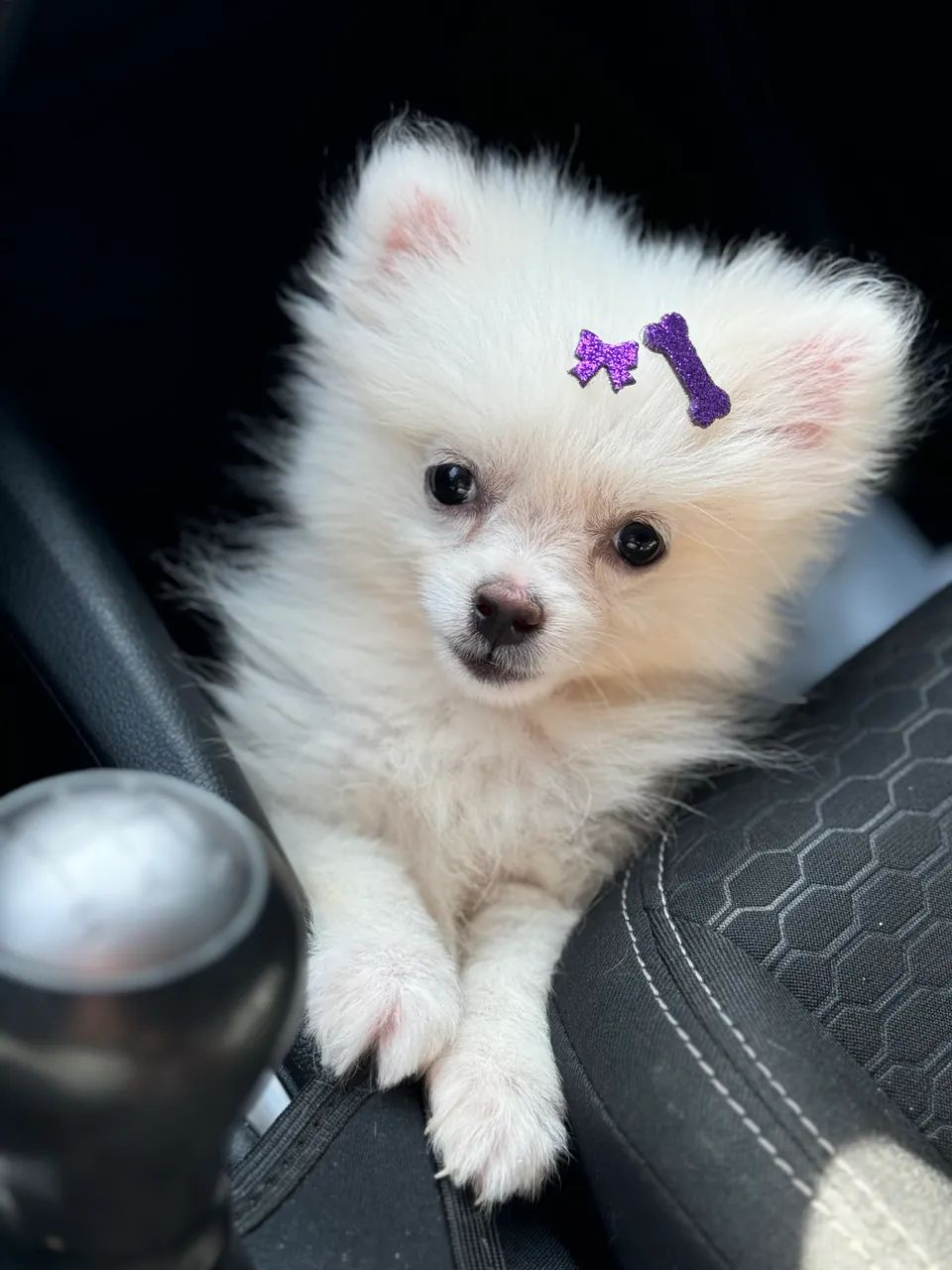 Spitz Alemão O Ursinho de Brinquedo Real! Cachorros Centro