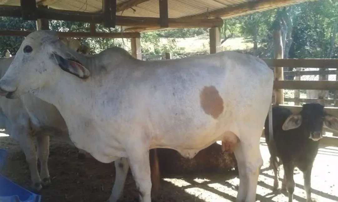Sitio de 13 alqueires em jambeiro todo formado com muita água