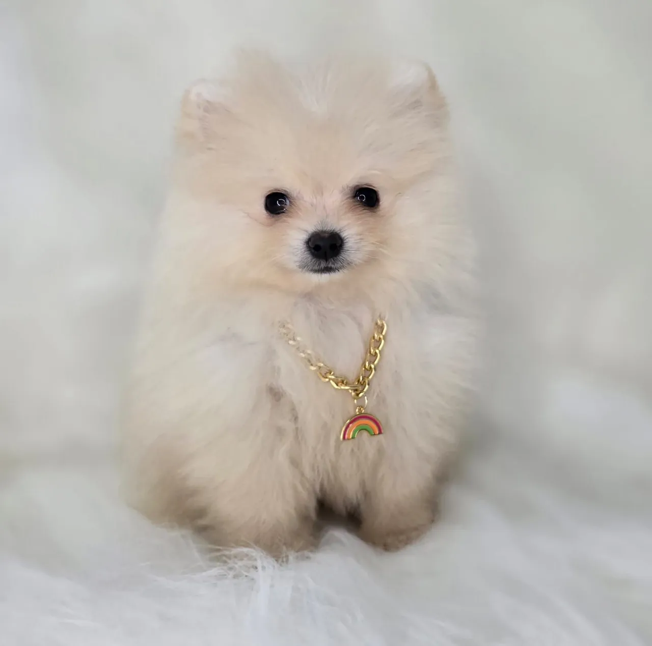 Spitz Alemão Lulu Da Pomerânia disponíveis