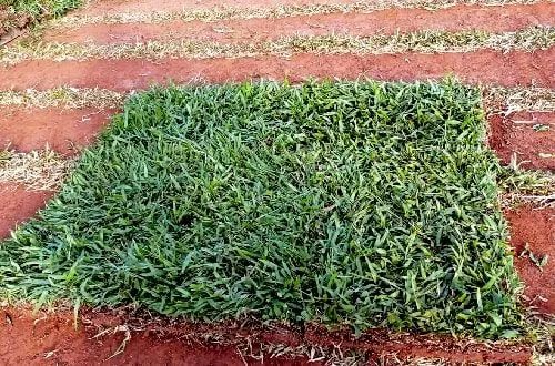 Gramas Esmeralda e São Carlos Natural <br> - Foto 3