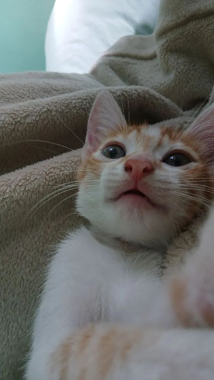 Dois gatinhos fofinhos para adoção - Foto 2