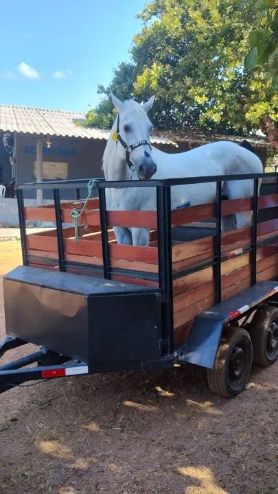 Beto Frete/ transporte de Cavalos  - Foto 2