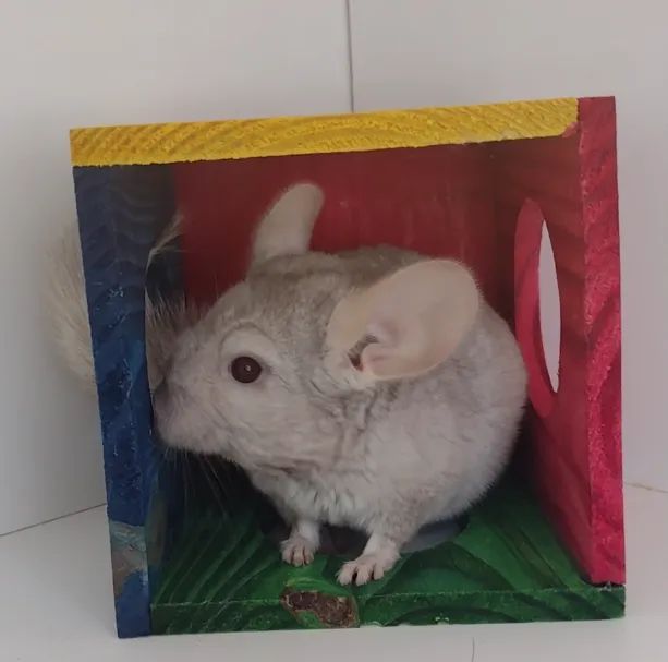 Venda de Chinchila em SP  - Foto 4