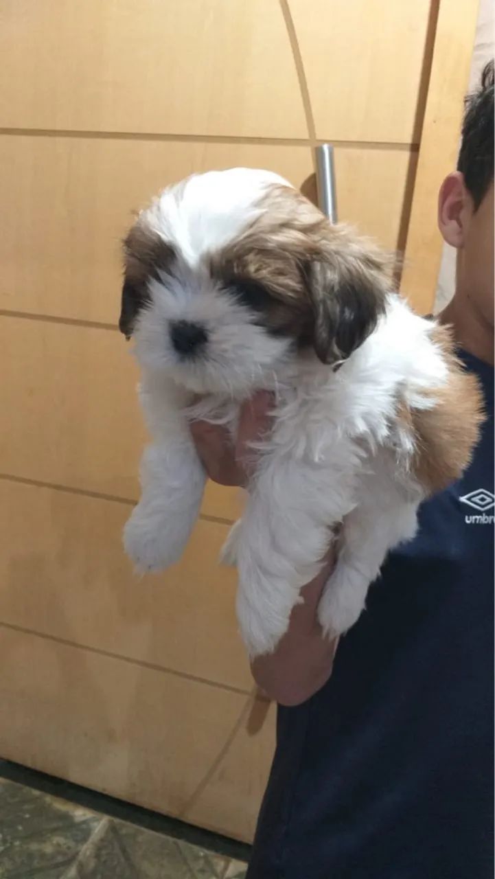 Filhotes Shih Tzu disponível - Foto 3