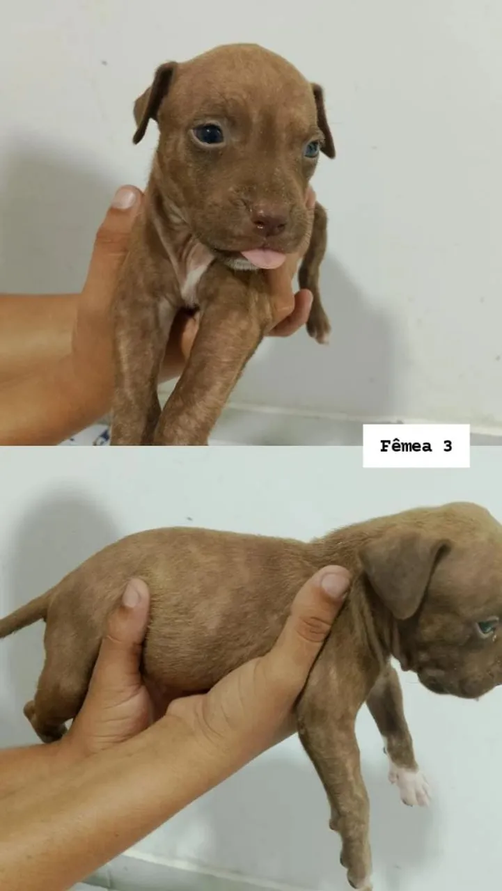 Filhote de Pitbull Fêmea