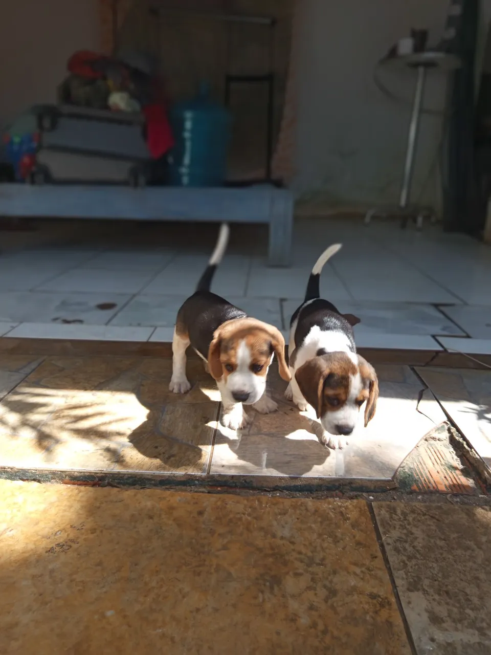 Filhotes de Beagle para adoção