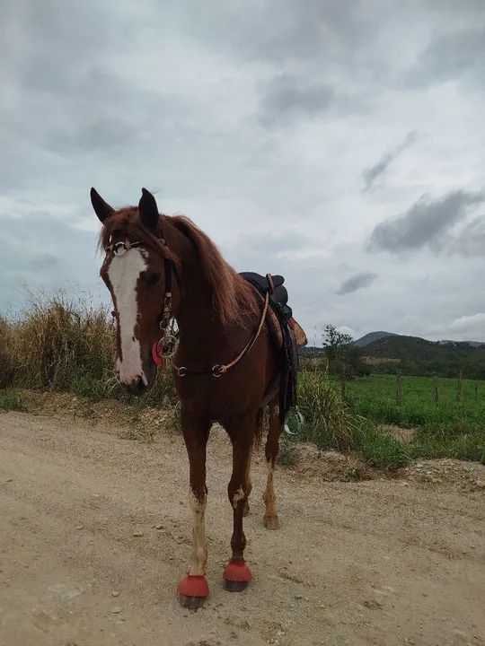 Cavalo Mangalarga Machador