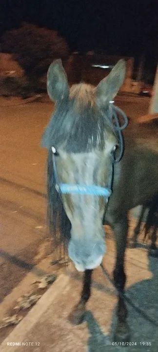 Égua mangalarga larga - Foto 3