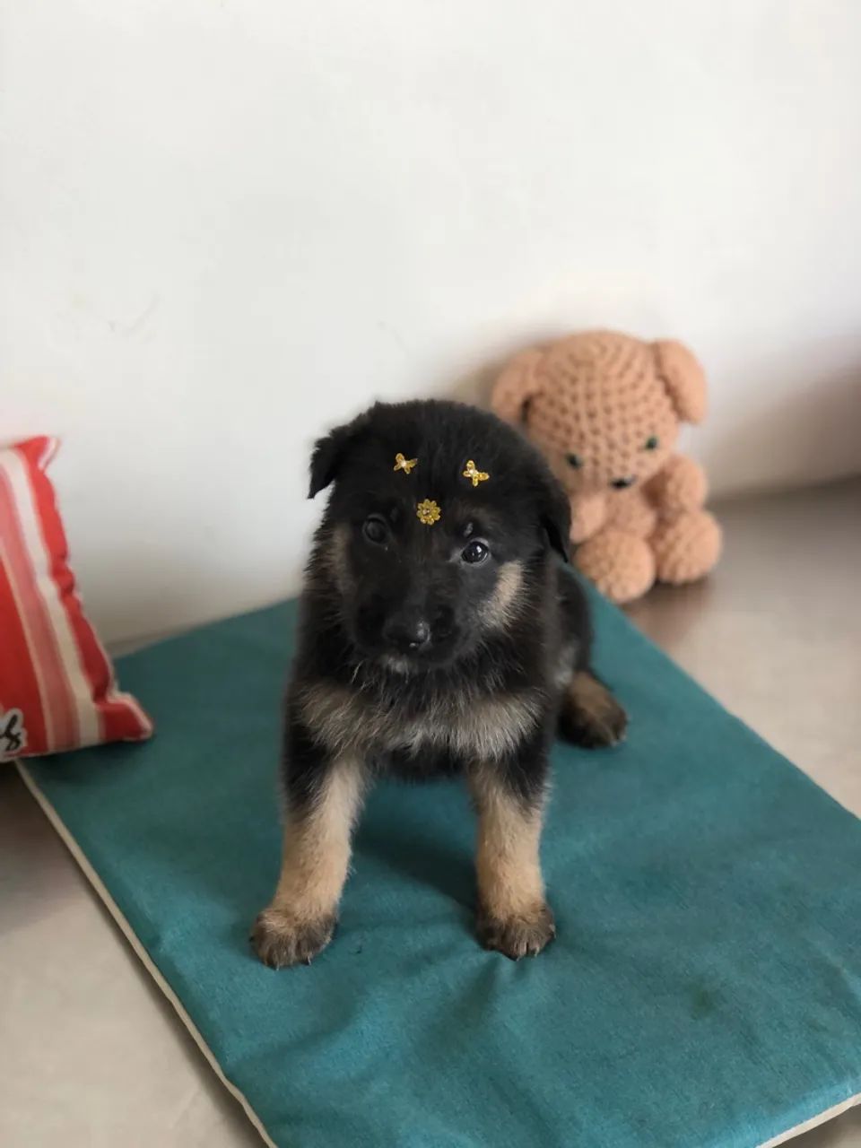 Filhote de Pastor Alemão - 2 meses - Foto 2