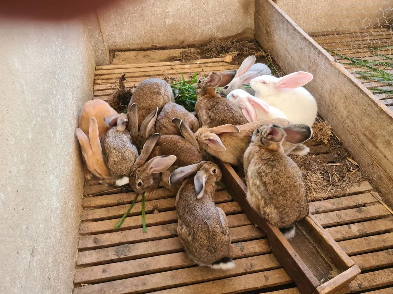 Coelhos Gigantes de Flandres