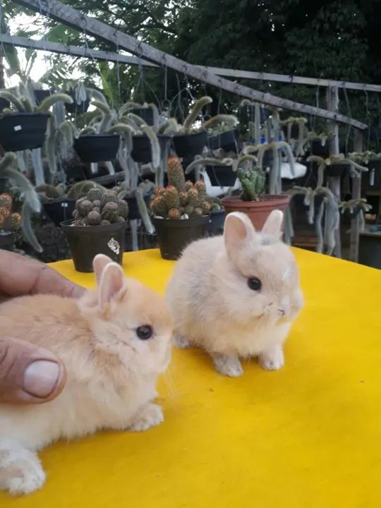 Coelho anão importado Netherland dwarf  - Foto 6