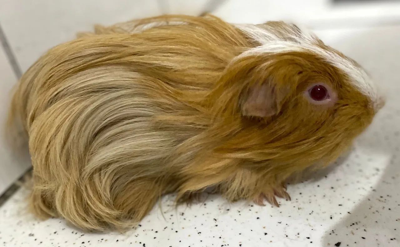 Porquinho da índia Coronet  - Foto 2