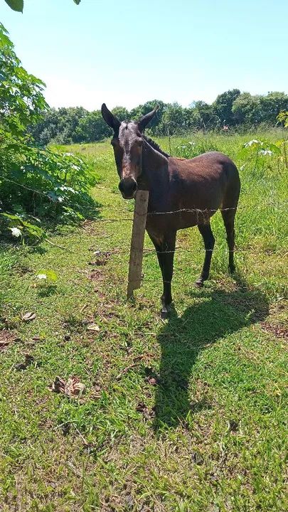 Vende se mula mansa marcha picada  - Foto 2