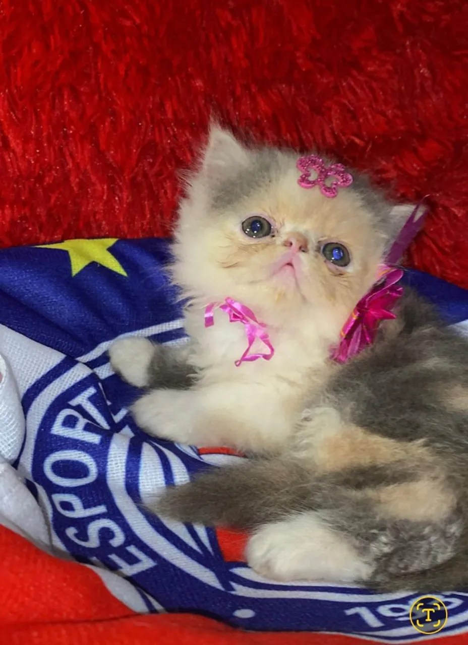 Filhote de Gato Persa Exótico - Fofura à Venda!