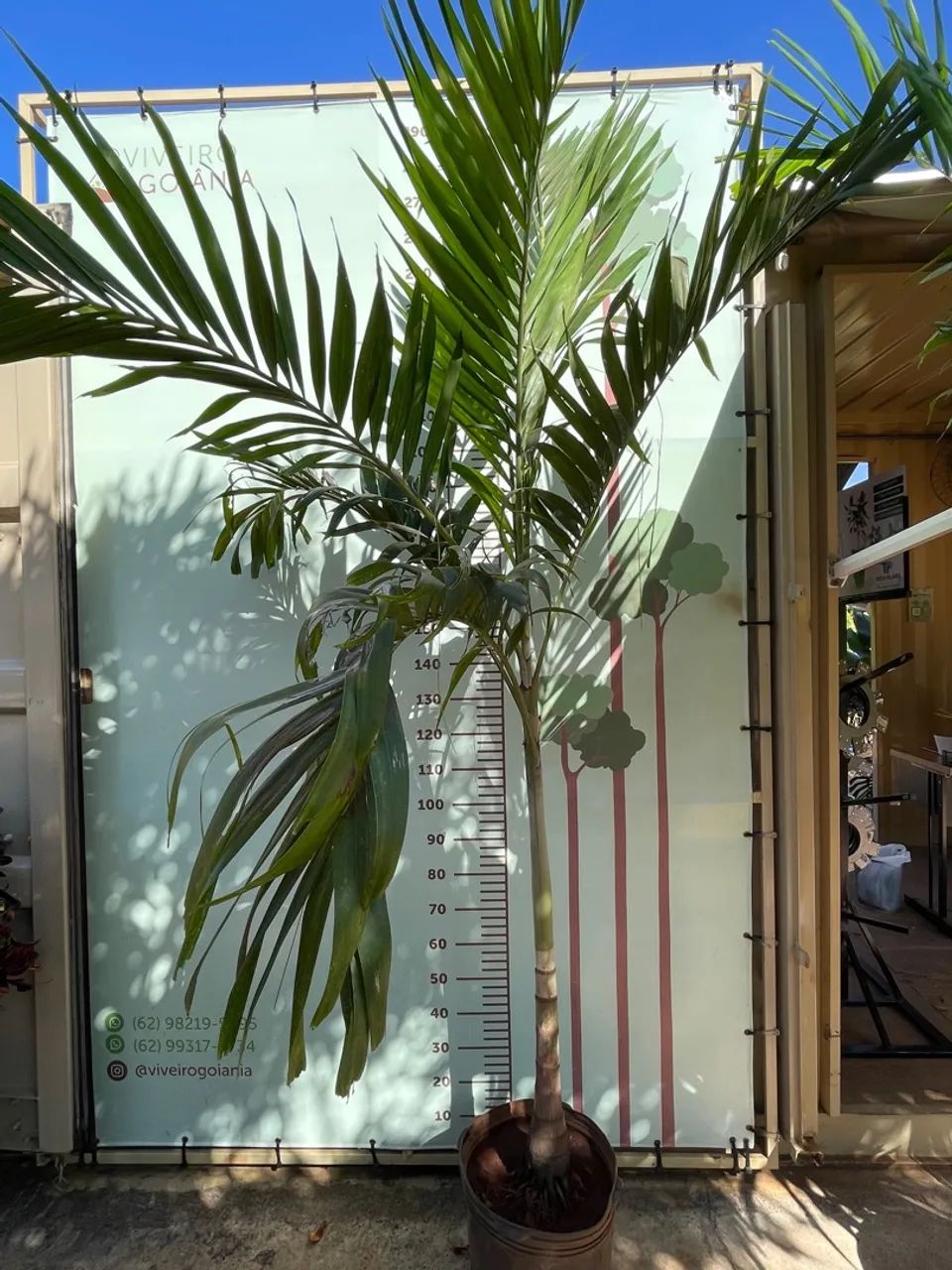 Palmeira Veitchia Merrillii - R$ 250,00 - Foto 4