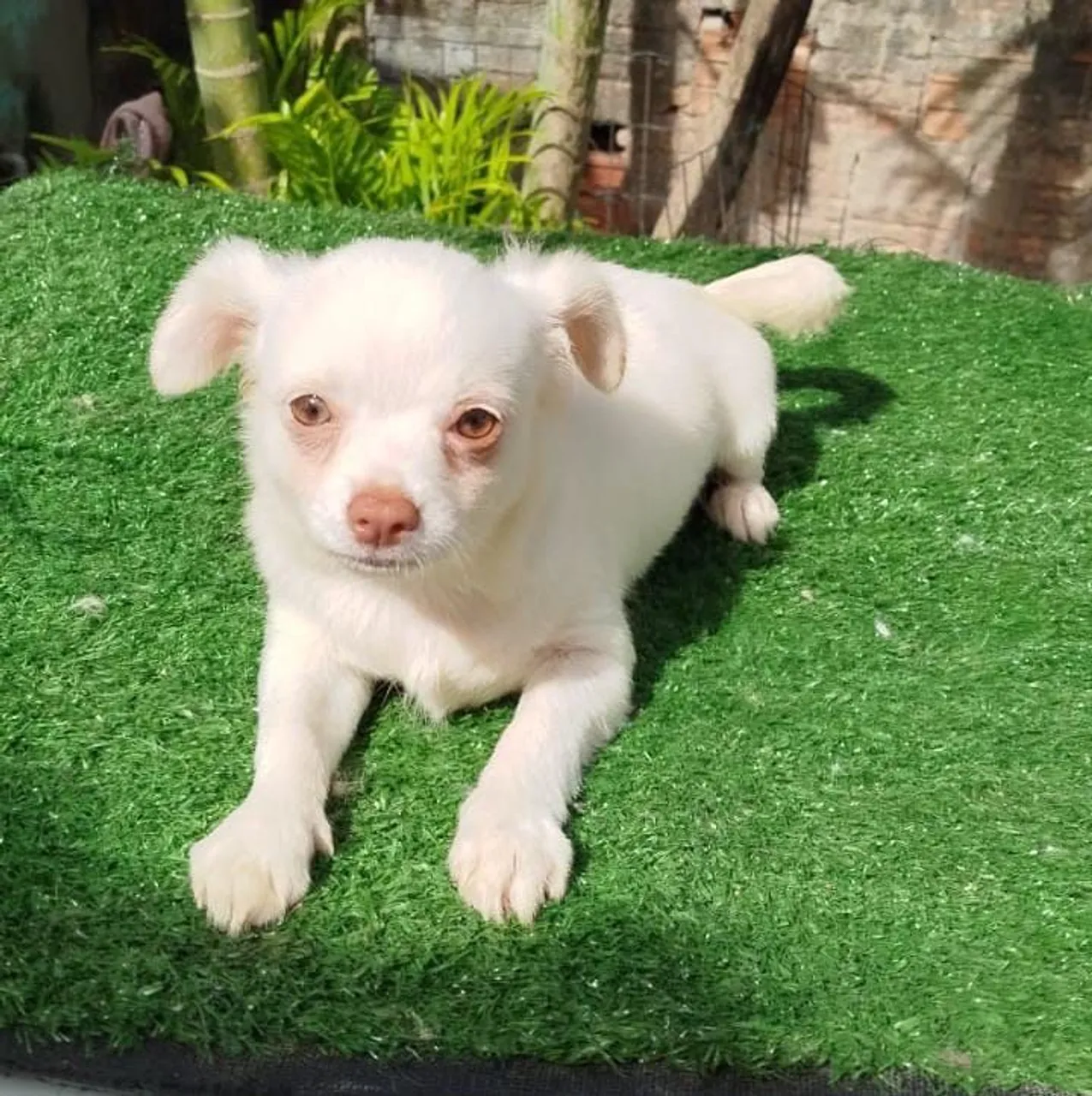 Filhote de Chihuahua macho