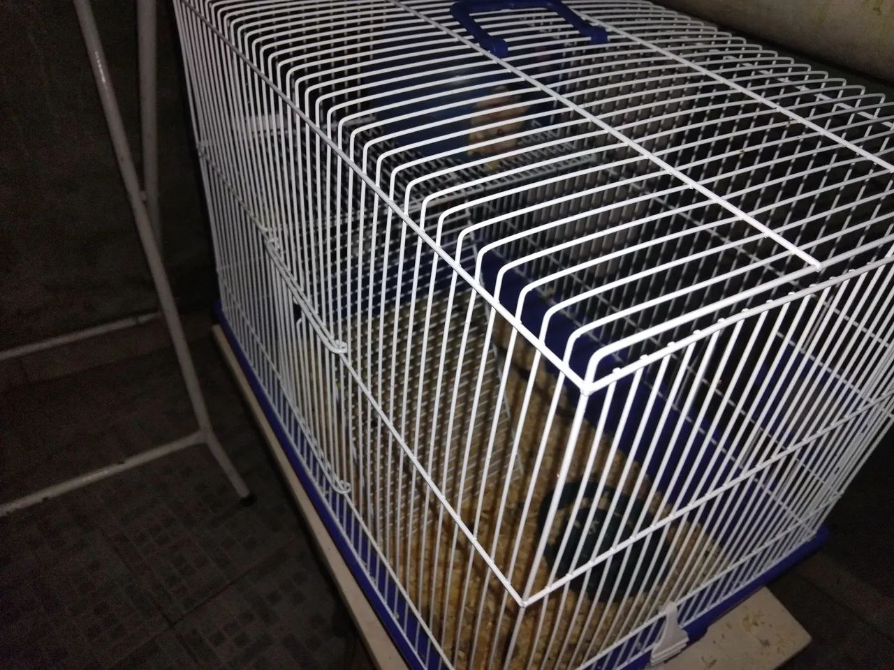 Estou vendendo gaiol com Rato Twister vai ter