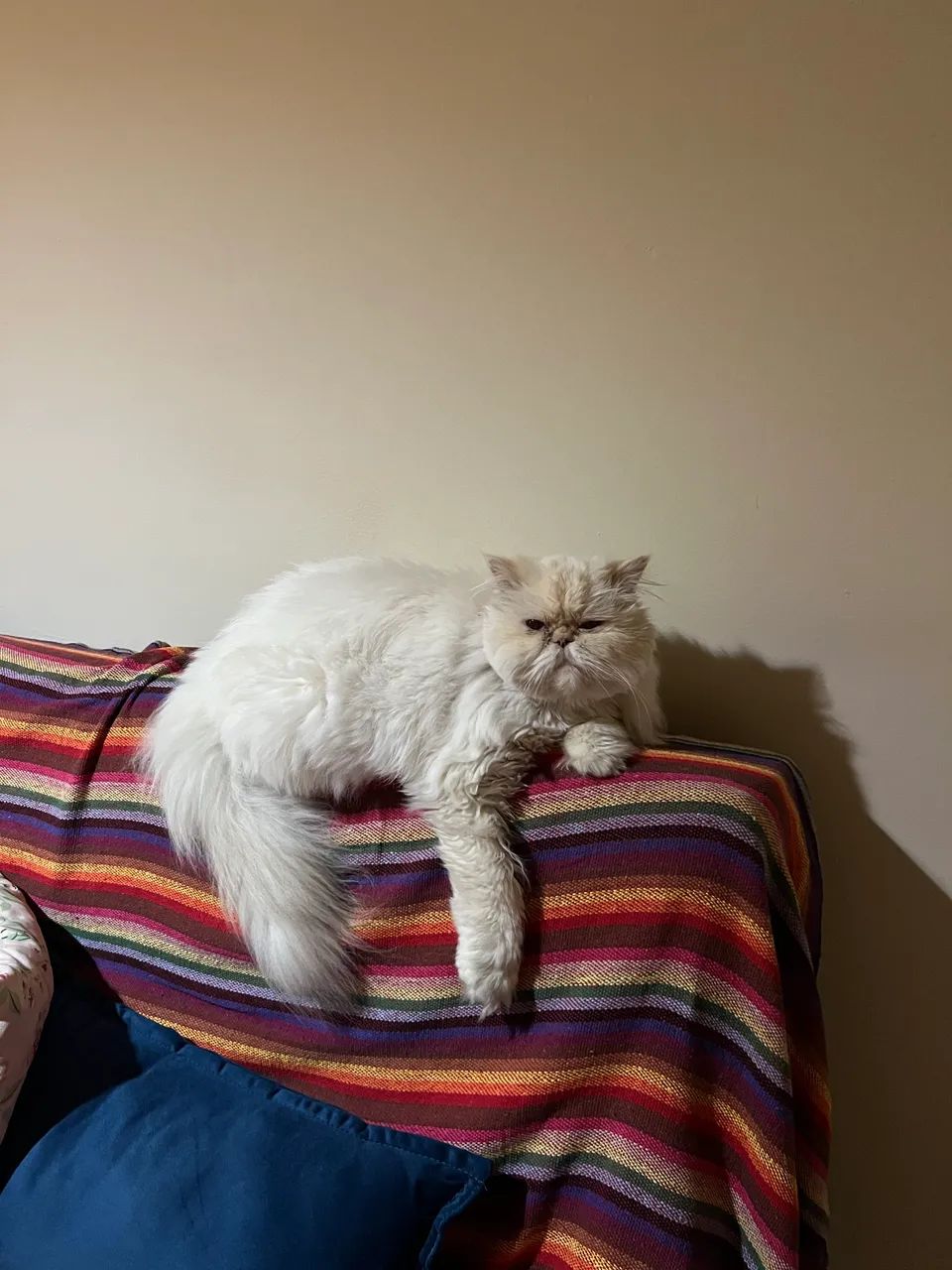 Pet sitter - cuidadora de animais - Foto 2