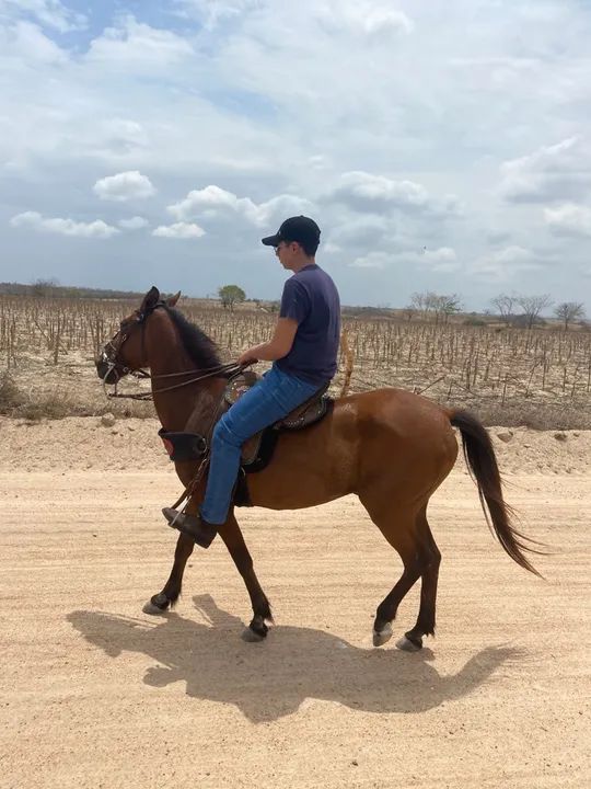 Vendo égua mestiça boa toda  - Foto 4