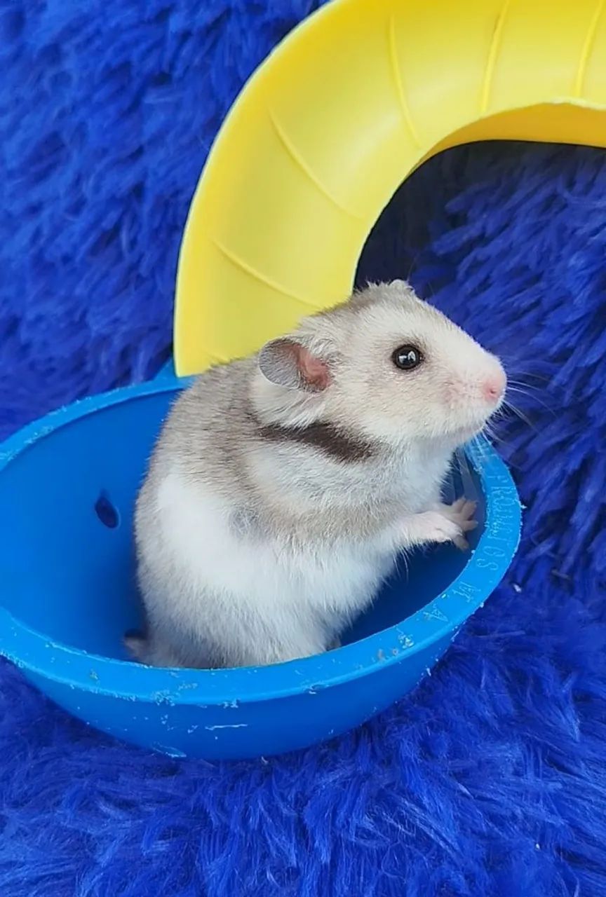 Varias cores de Hamster sírio (ZAP na descrição  - Foto 5