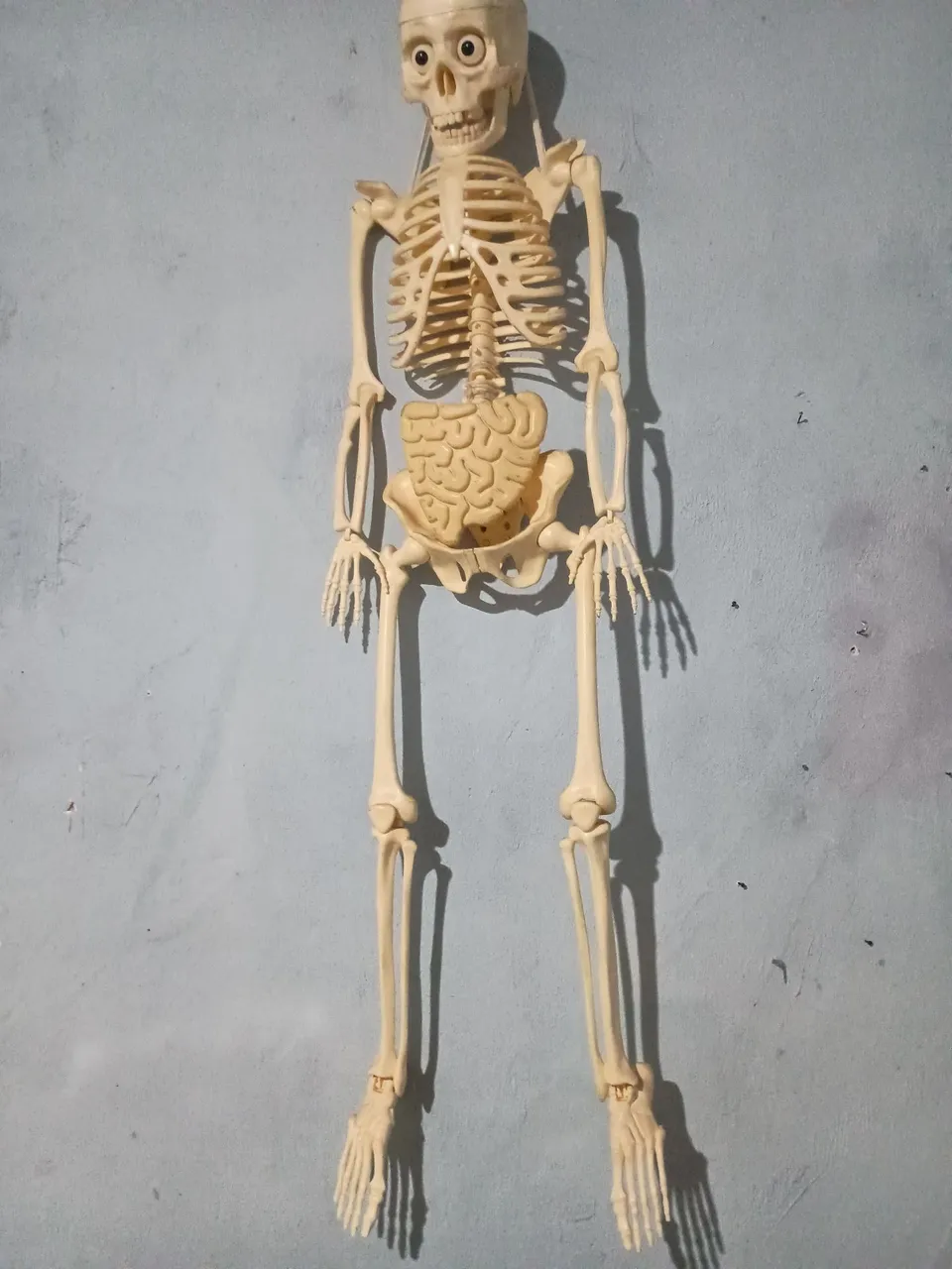 Esqueleto Humano Anatômico - Modelo Educacional