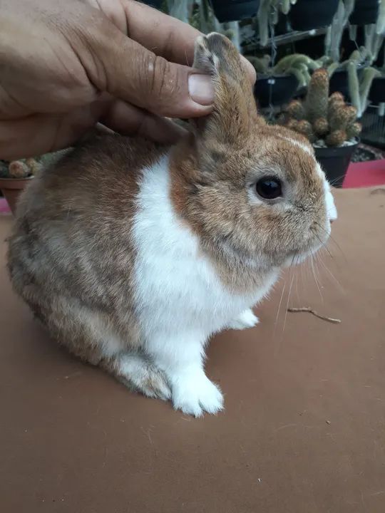 Coelho anão netherland dwarf holandês  - Foto 4