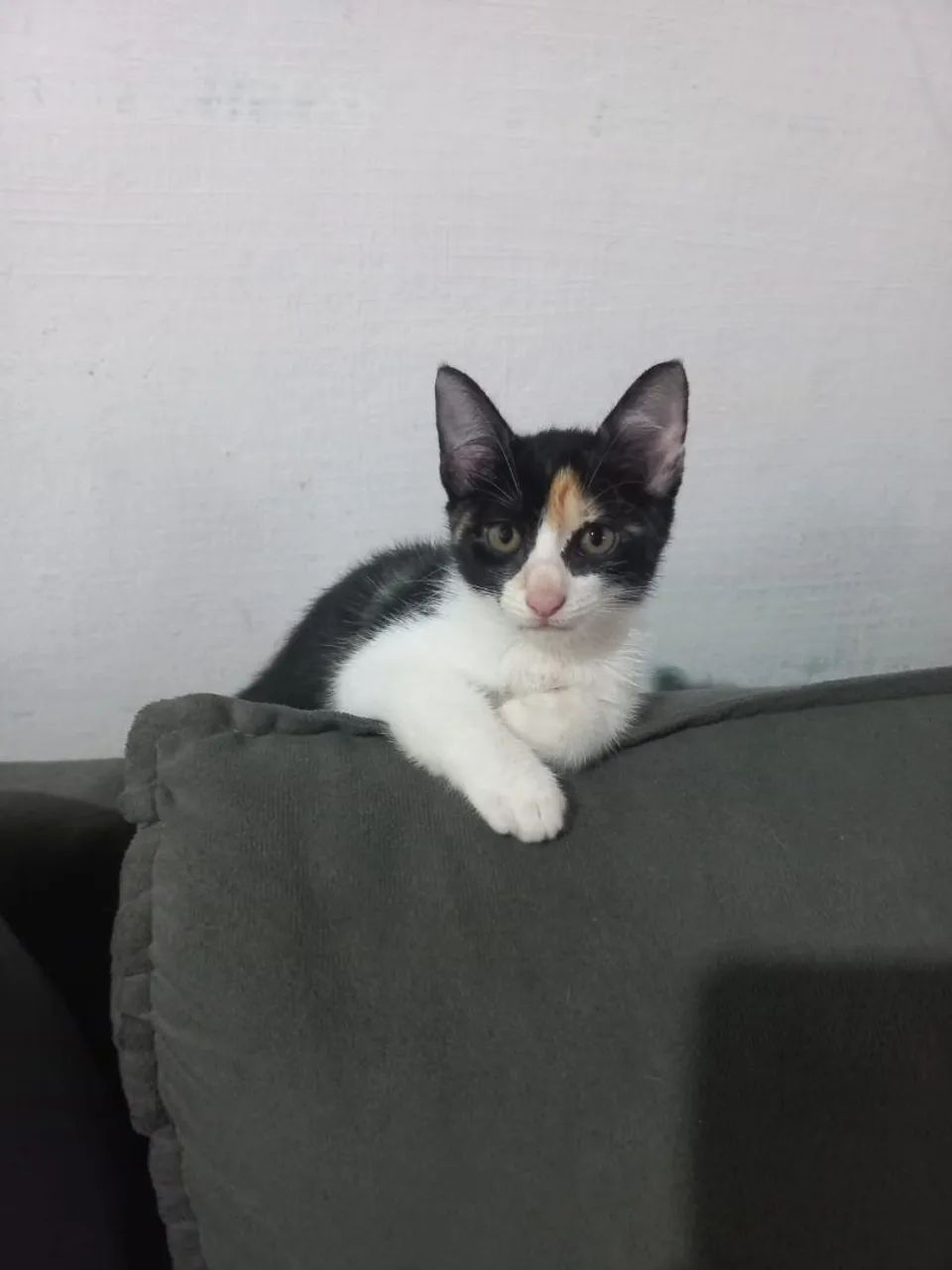 Gatinhos adoráveis para adoção! - Foto 3