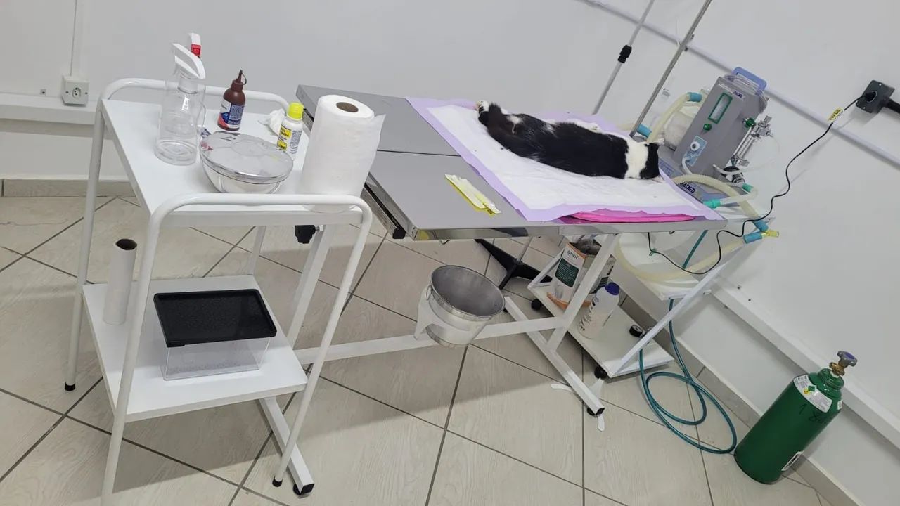 Clínica veterinária  - Foto 3