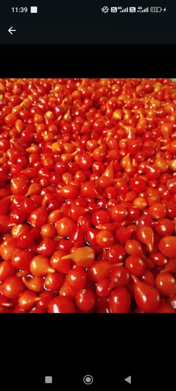 Pimenta biquinho  - Foto 4