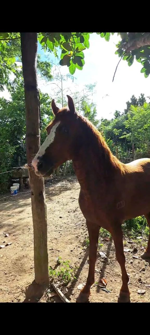 Vendo Potro mangalarga marchador  - Foto 3