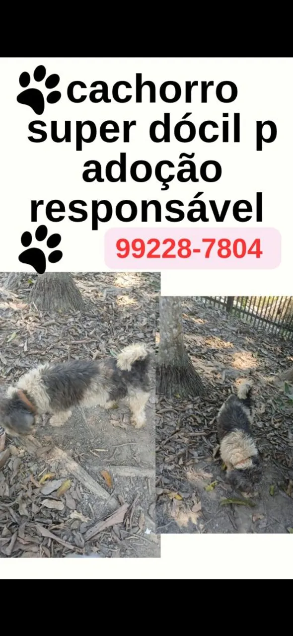 Cachorro super dócil para adoção responsável