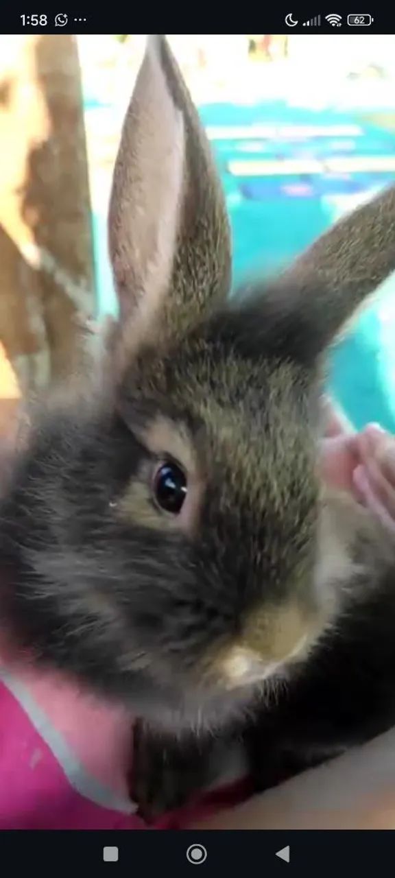 Doação Coelha Lion