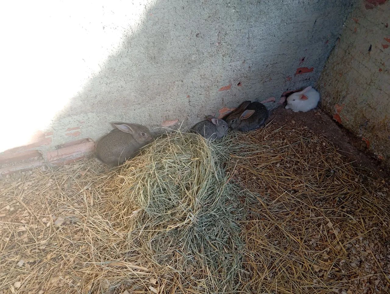 Vendo filhotes de coelhos de Flandres gigante! - Foto 3