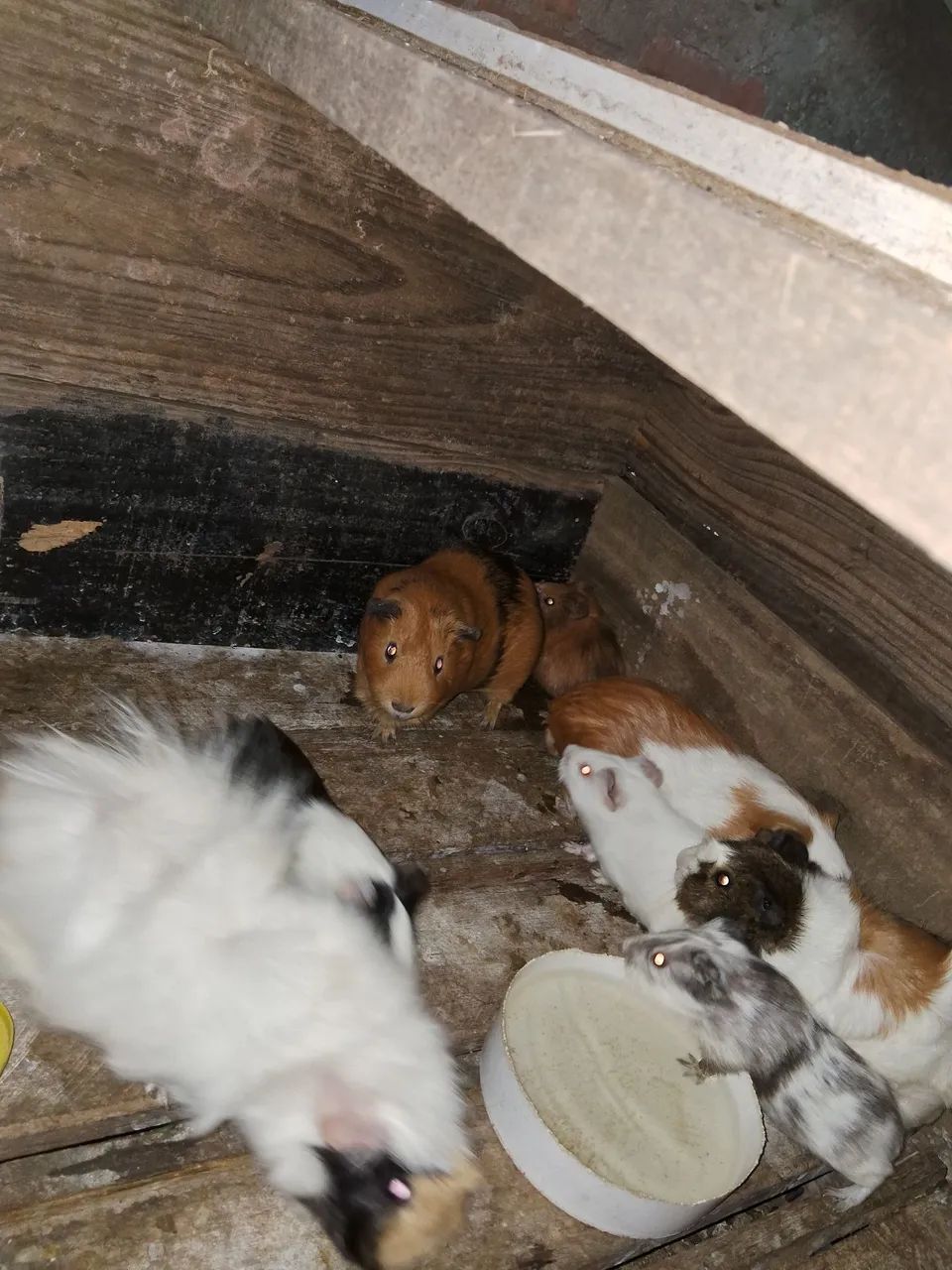 Porquinhos da india64672878314882122