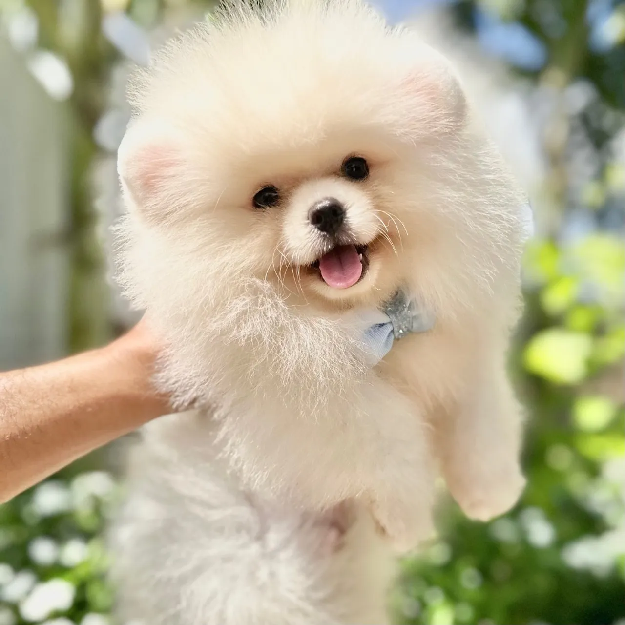 Spitz alemão anão Branco Baby Face