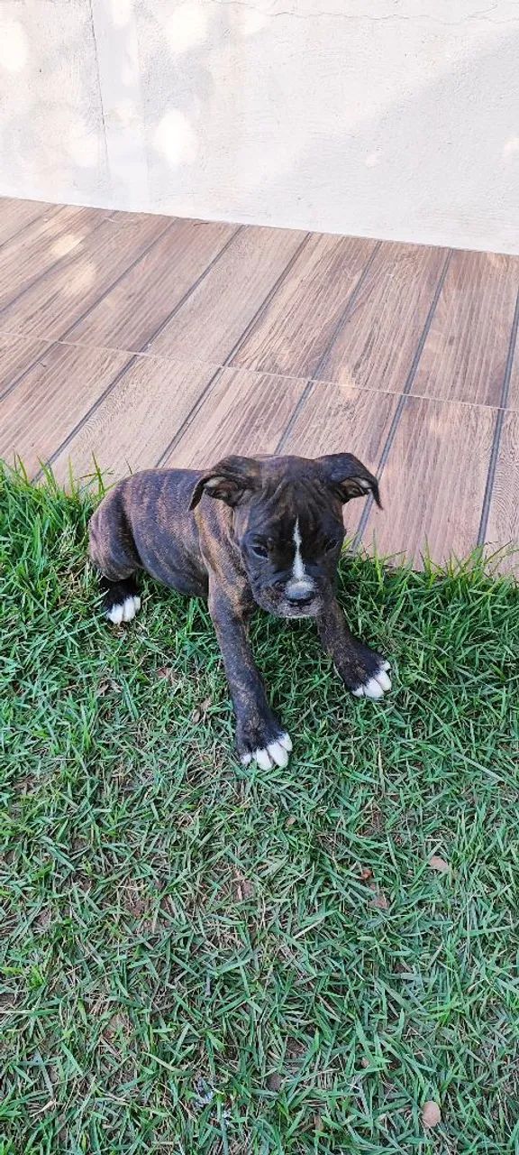 Filhotes Boxer - Macho e Fêmea - Foto 2